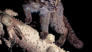 特別展「ネコ」 ～にゃんと！クールなハンターたち～を開催します | OMNH